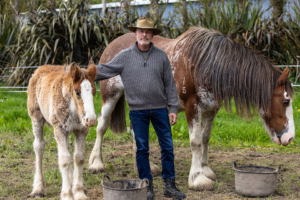 Clydesdales