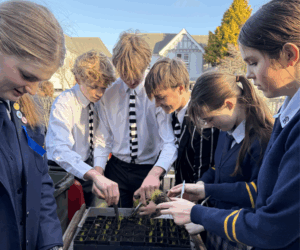 Students from Rangi Ruru Girls’ School and Christ’s College work together to prick out native seedlings at one of Eco Action Nursery Trust’s satellite located nurseries at Christ’s College.